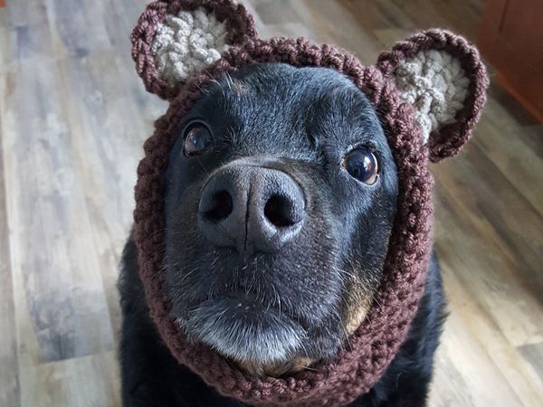 Crochet Doggie Snood Pattern – Share a Pattern