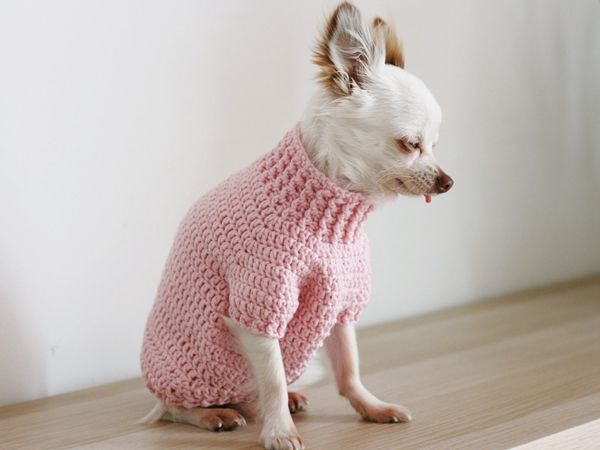 toy chihuahua sweaters