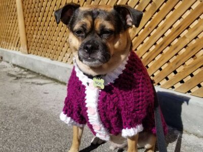 crochet Wonderstruck Dog Cardigan free pattern